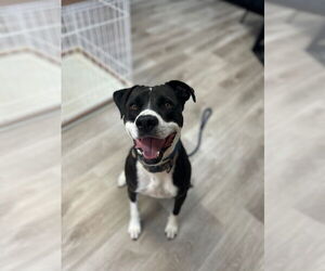 Labrador Retriever-Unknown Mix Dogs for adoption in Claremore, OK, USA