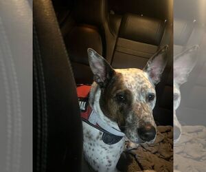 Mutt Dogs for adoption in Cliffwood, NJ, USA