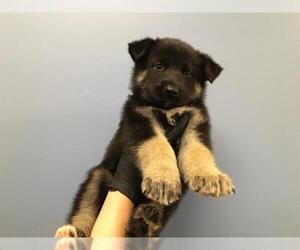 German Shepherd Dog Dogs for adoption in Orange, CA, USA