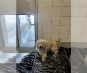 Maltese Dogs for adoption in San Martin, CA, USA