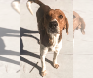 Mutt Dogs for adoption in Oakhurst, NJ, USA
