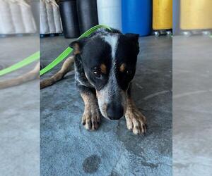 Mutt Dogs for adoption in HESPERIA, CA, USA