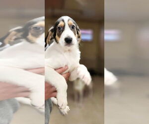 Treeing Walker Coonhound-Unknown Mix Dogs for adoption in Osgood, IN, USA