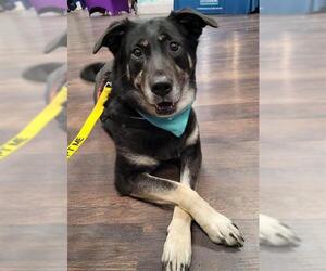 Huskies -Labrador Retriever Mix Dogs for adoption in Fairbanks, AK, USA