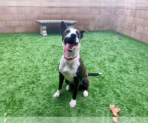 Border Collie-Unknown Mix Dogs for adoption in Moreno Valley, CA, USA