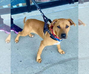 Labrador Retriever-Unknown Mix Dogs for adoption in Fairfax, VA, USA