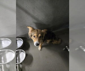 Australian Shepherd-Unknown Mix Dogs for adoption in Tallahassee, FL, USA