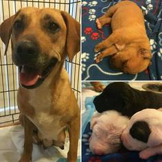 Black Mouth Cur Dogs for adoption in Sarasota, FL, USA