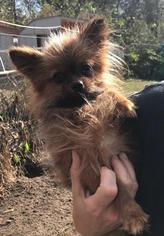 Chiranian Dogs for adoption in Pembroke, GA, USA