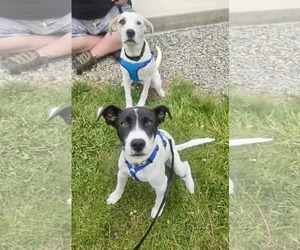 Mutt Dogs for adoption in Germantown, OH, USA