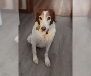 Brittany Dogs for adoption in Curwensville, PA, USA