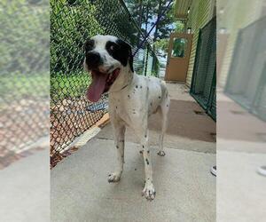 Dalmatian Dogs for adoption in Little Rock, AR, USA