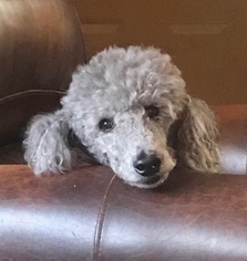 Poodle (Standard) Dogs for adoption in St. Cloud, MN, USA