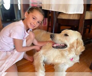Golden Labrador Dogs for adoption in Clovis, CA, USA