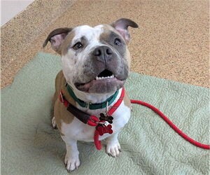 Bulldog-Unknown Mix Dogs for adoption in Springfield, MA, USA