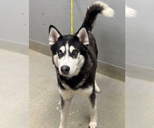 Siberian Husky-Unknown Mix Dogs for adoption in Las Vegas, NV, USA