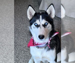 Siberian Husky Dogs for adoption in Crossville, AL, USA