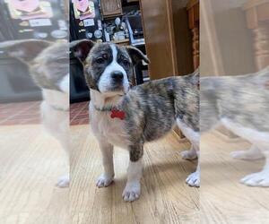 Border-Aussie Dogs for adoption in Fredericksburg, VA, USA