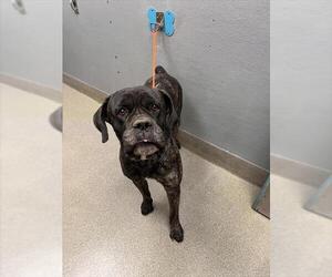 Mutt Dogs for adoption in Las Vegas, NV, USA