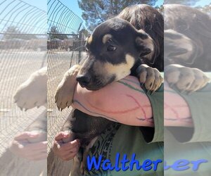 German Shepherd Dog-Unknown Mix Dogs for adoption in Willcox, AZ, USA