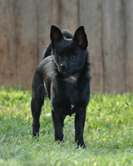 Chiranian Dogs for adoption in Abilene, TX, USA
