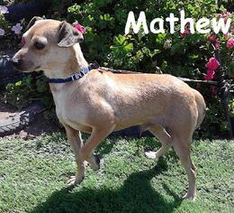 Mutt Dogs for adoption in Weston, FL, USA