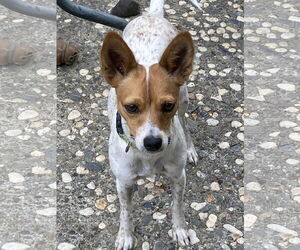 Toy Fox Terrier-Unknown Mix Dogs for adoption in Davis, CA, USA
