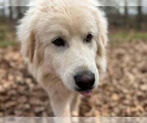 Great Pyrenees-Unknown Mix Dogs for adoption in New York, NY, USA