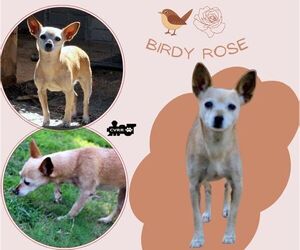 Chihuahua Dogs for adoption in Lindsay, CA, USA