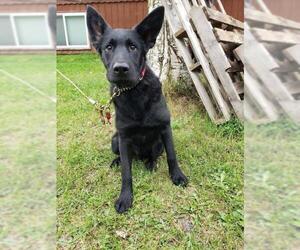 German Shepherd Dog Dogs for adoption in Anchorage, AK, USA
