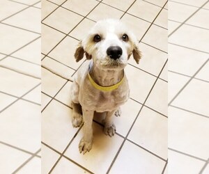 Poodle (Standard) Dogs for adoption in Modesto, CA, USA