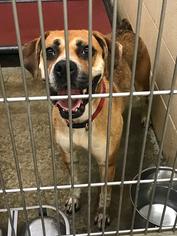 Boxer-Unknown Mix Dogs for adoption in Pikeville, KY, USA
