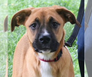 Boxer-German Shepherd Dog Mix Dogs for adoption in Huntley, IL, USA