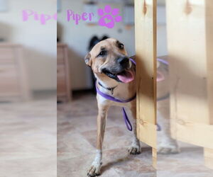 Labrador Retriever-Unknown Mix Dogs for adoption in Monte Vista, CO, USA