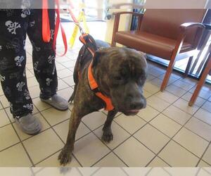 American Pit Bull Terrier-American Staffordshire Terrier Mix Dogs for adoption in Ocala, FL, USA