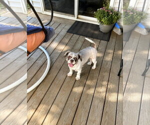 Shih Tzu Dogs for adoption in Euless, TX, USA