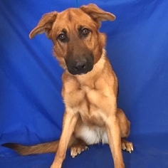 Mutt Dogs for adoption in Show Low, AZ, USA