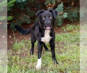 Border Collie Dogs for adoption in Cumming, GA, USA