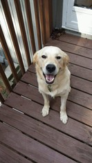 Sheprador Dogs for adoption in Atlanta, GA, USA