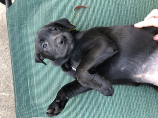 Mastador Dogs for adoption in Mobile, AL, USA
