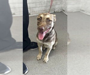 German Shepherd Dog-Siberian Husky Mix Dogs for adoption in San Bernardino, CA, USA