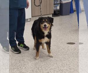 Australian Shepherd Dogs for adoption in Canfield, OH, USA