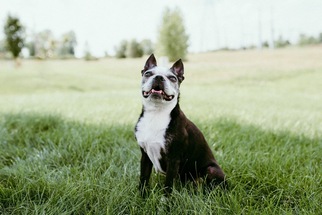 Boston Terrier Dogs for adoption in COLUMBIA, MD, USA