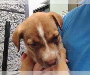 Australian Kelpie-Unknown Mix Dogs for adoption in Tulsa, OK, USA