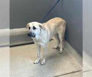 Anatolian Shepherd-Unknown Mix Dogs for adoption in Tallahassee, FL, USA
