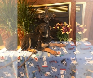 Sheprador Dogs for adoption in Boston, MA, USA