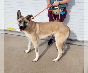 Siberian Husky-Unknown Mix Dogs for adoption in Louisville, KY, USA