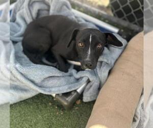 Borador Dogs for adoption in Chula Vista, CA, USA