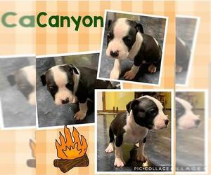 American Pit Bull Terrier Dogs for adoption in Waterloo, IA, USA
