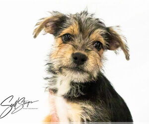 Mutt Dogs for adoption in Brooklyn Center, MN, USA